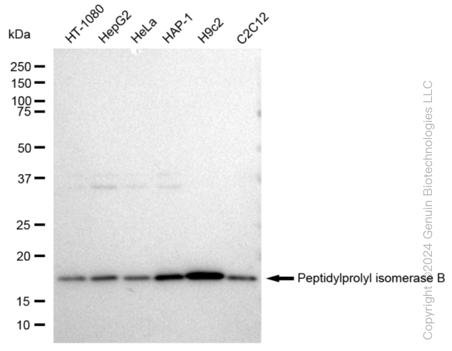 WB - KD-Validated Anti-Peptidylprolyl isomerase B Rabbit Monoclonal Antibody AGI1006